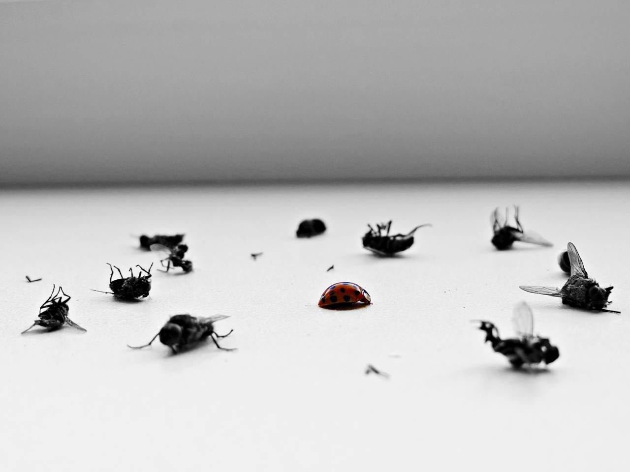 Effective pest elimination results